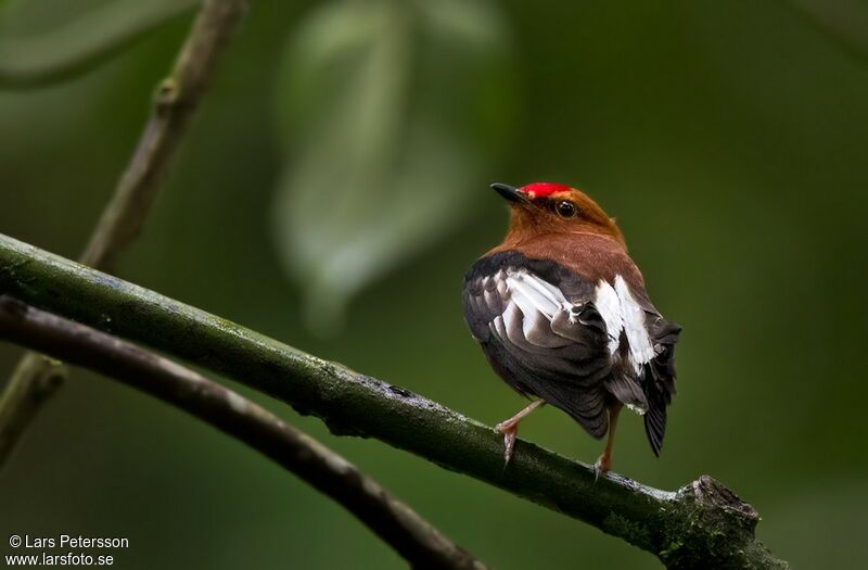 Manakin à ailes blanches