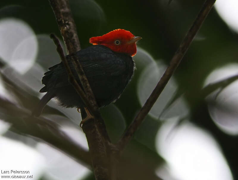 Manakin à cornes rouges mâle adulte, identification