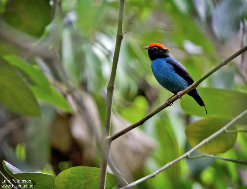 Manakin à longue queue mâle adulte, identification