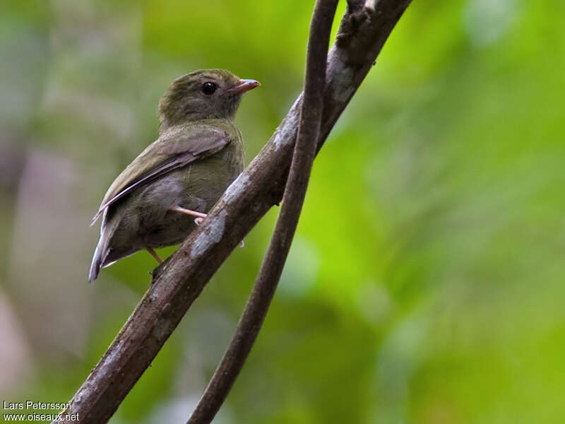 Manakin à longue queuejuvénile, identification