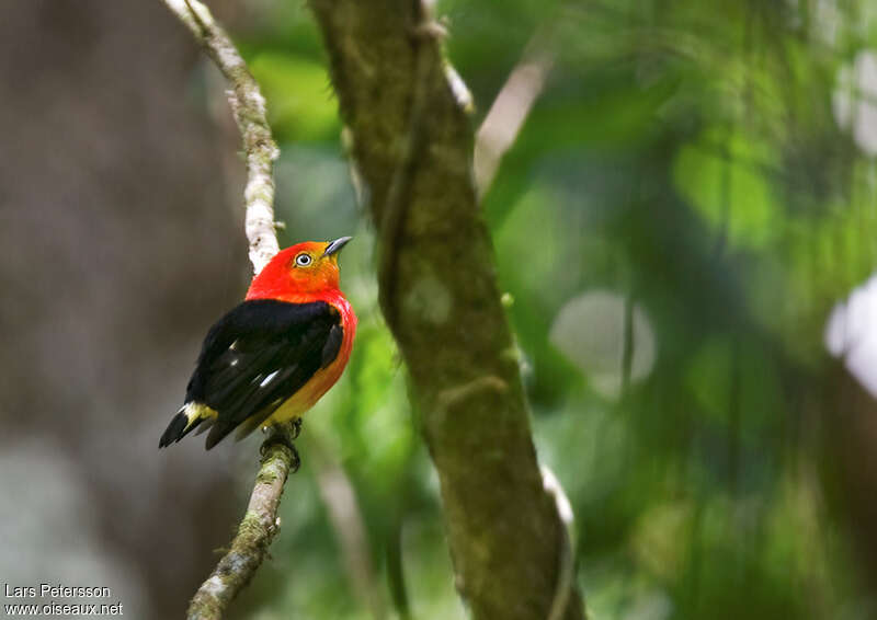 Manakin à queue barrée mâle, identification