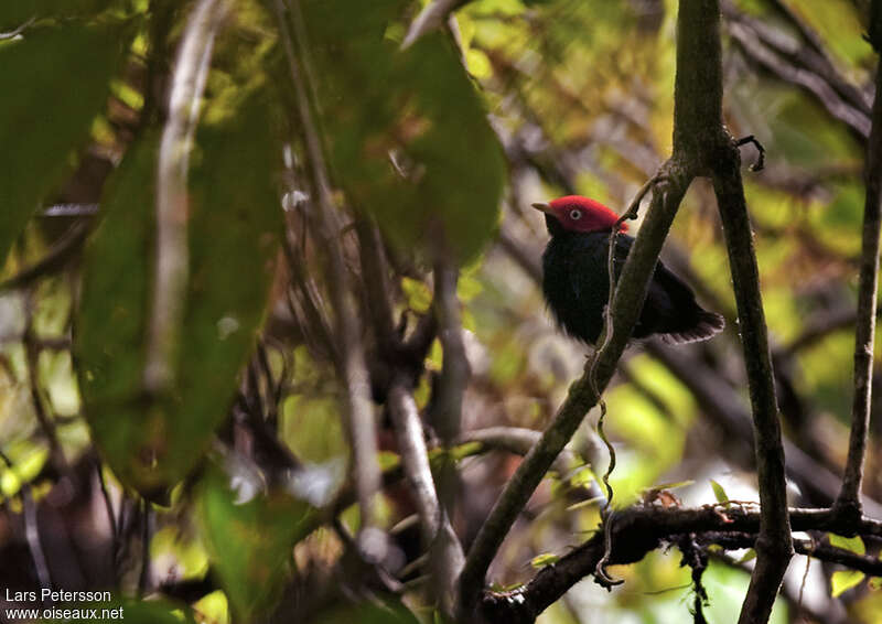 Round-tailed Manakin male adult, habitat, pigmentation