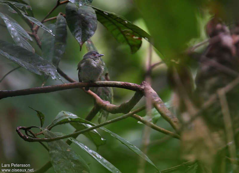 Manakin à tête blanche femelle adulte, habitat, pigmentation