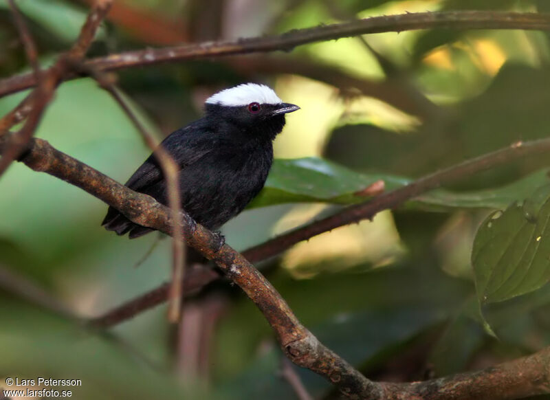 Manakin à tête blanche