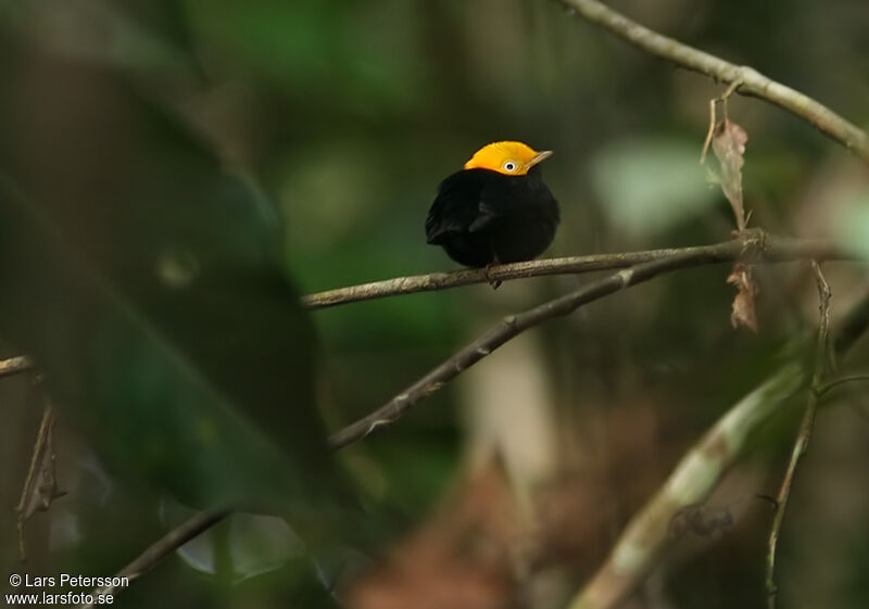 Manakin à tête d'or