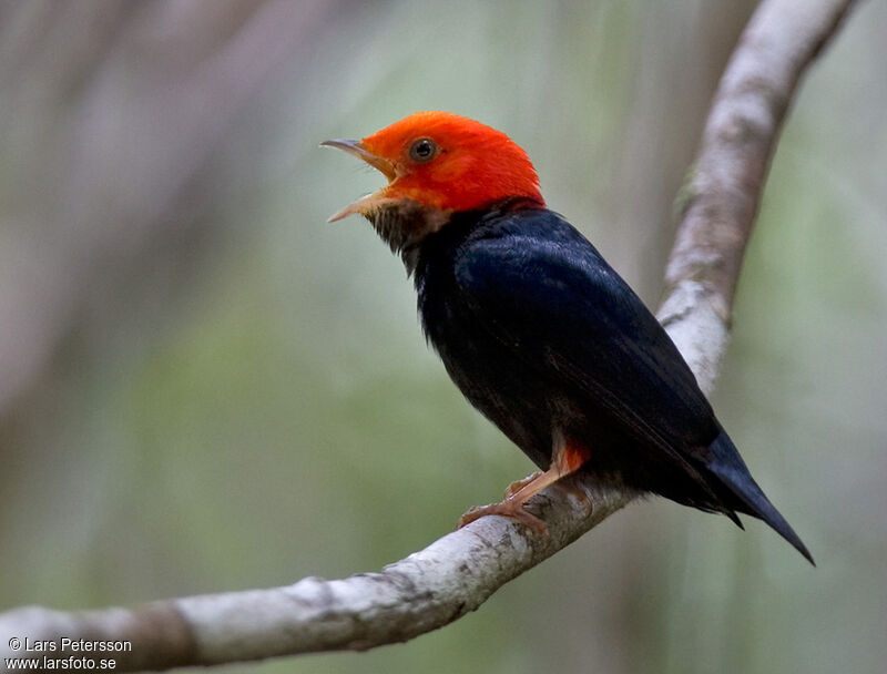 Manakin à tête rouge