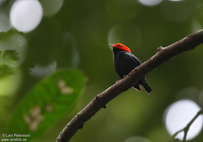 Red-headed Manakin