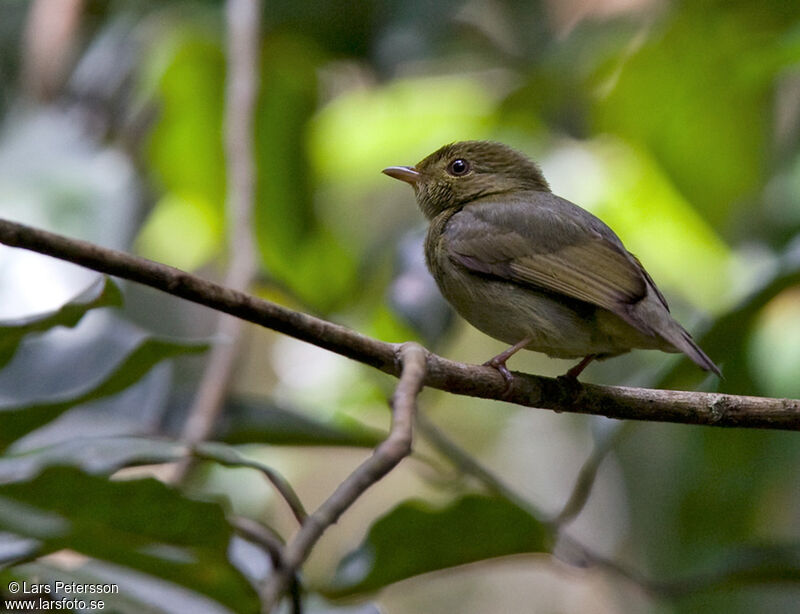 Manakin à tête rouge