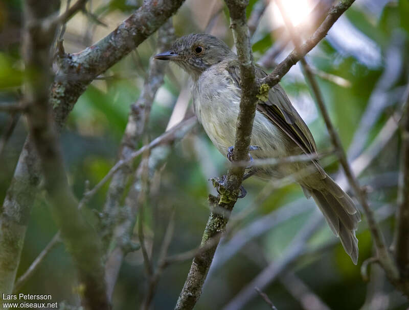 Manakin à ventre blancadulte, habitat, pigmentation