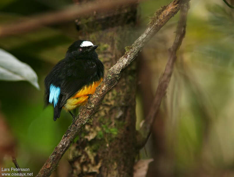 Orange-bellied Manakin