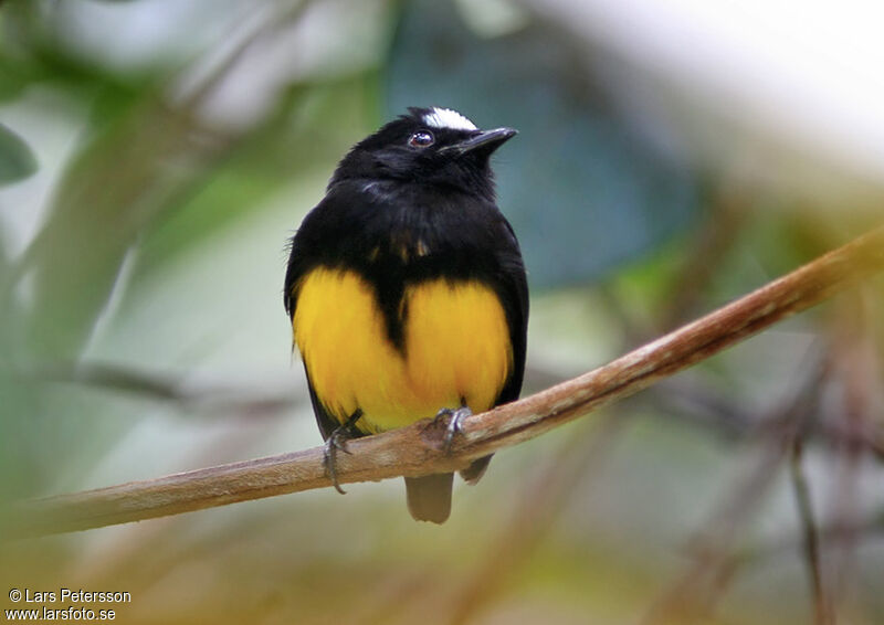 Manakin à ventre orange