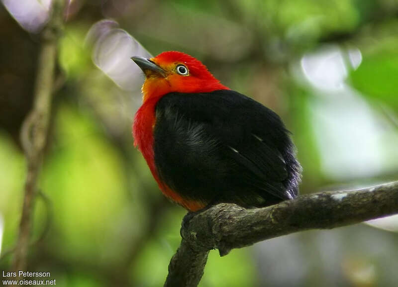 Manakin auréole mâle adulte