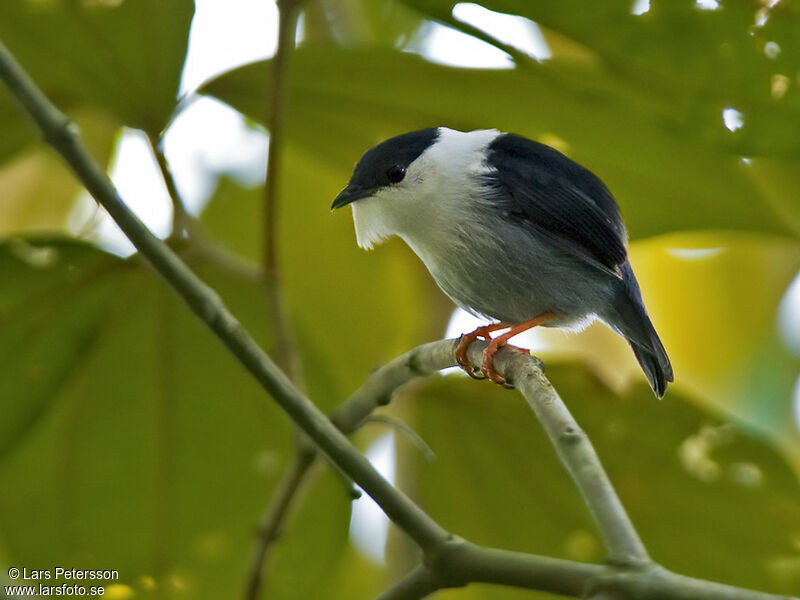 White-bearded Manakin