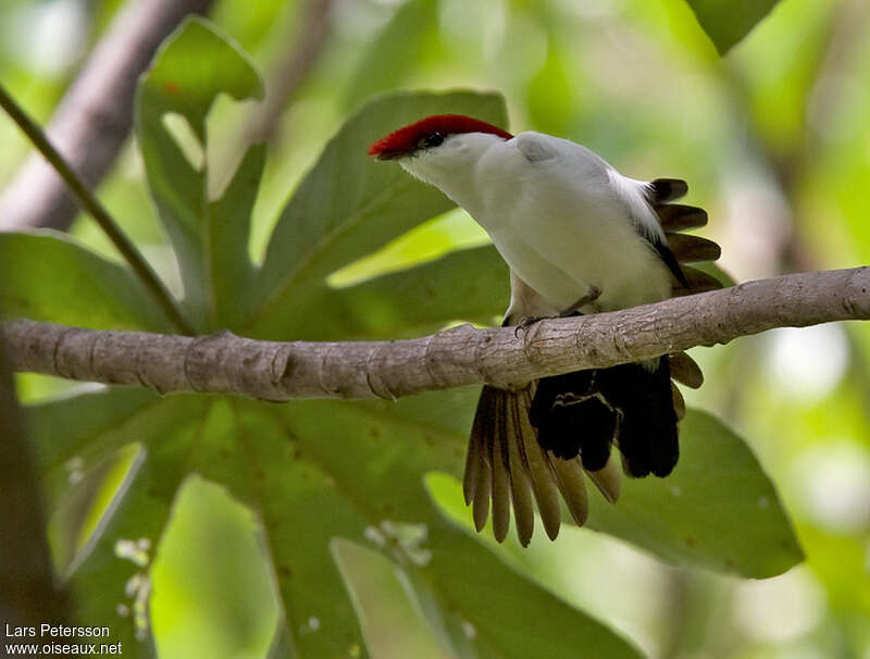 Manakin d'Araripe mâle adulte