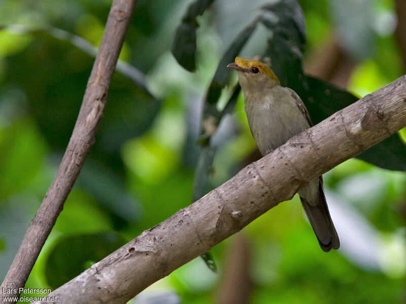 Manakin d'Araripe mâle immature