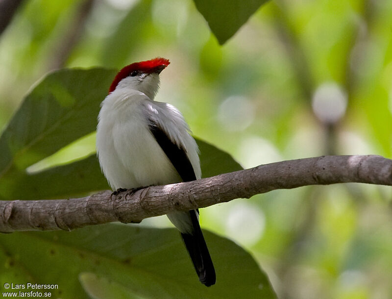 Araripe Manakin