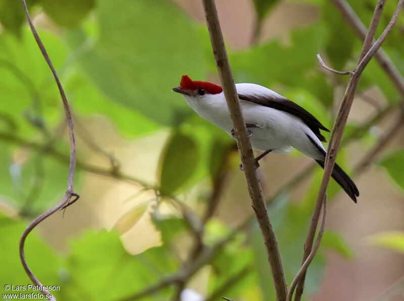 Manakin d'Araripe