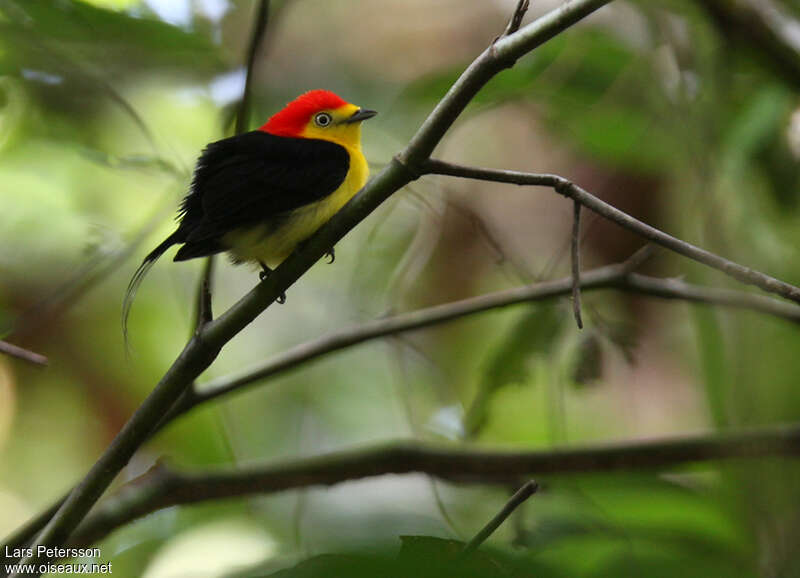 Manakin filifère mâle adulte, identification