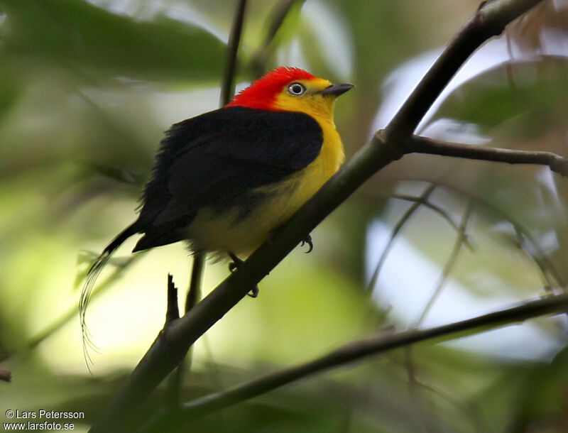 Wire-tailed Manakin