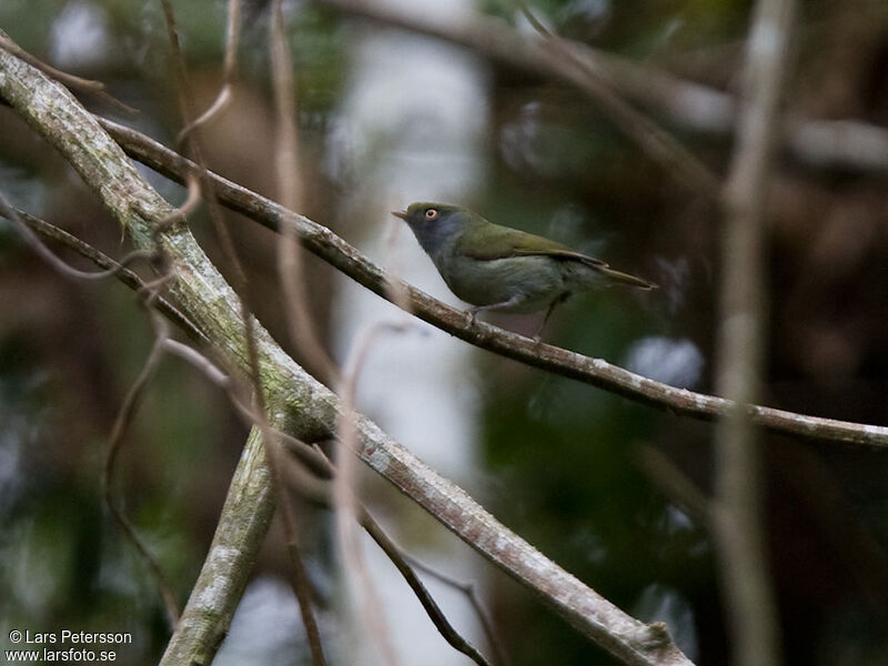 Pin-tailed Manakin