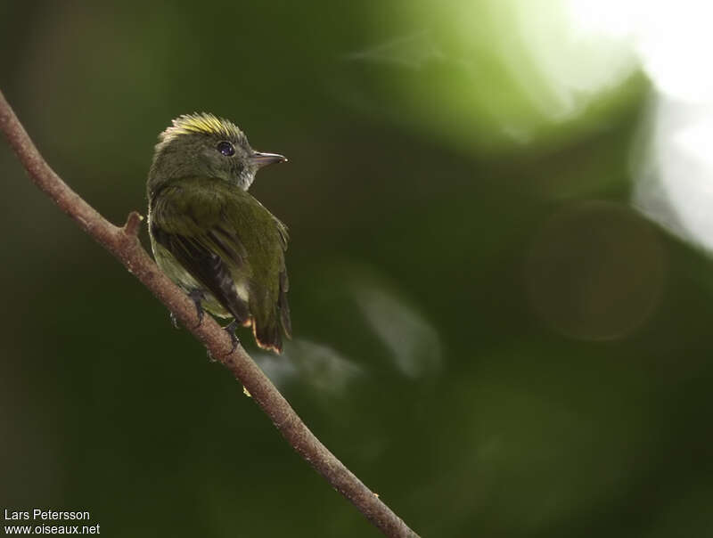 Manakin minuscule