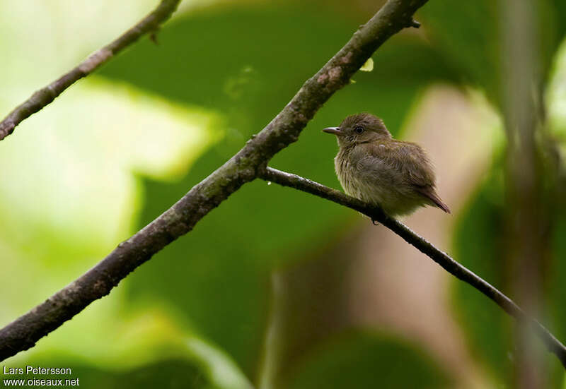 Dwarf Tyrant-Manakin