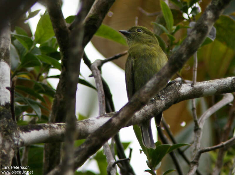 Olive Manakin, identification