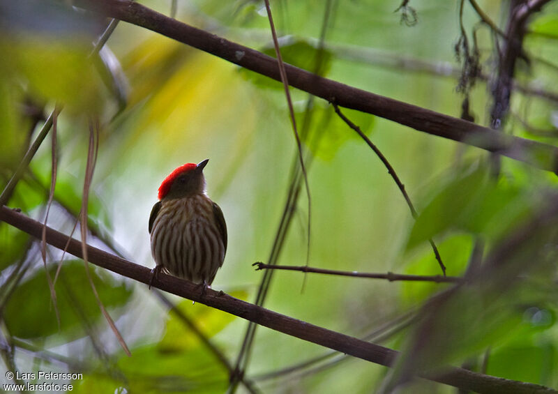 Manakin rubis