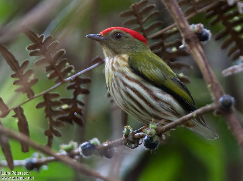 Kinglet Manakin