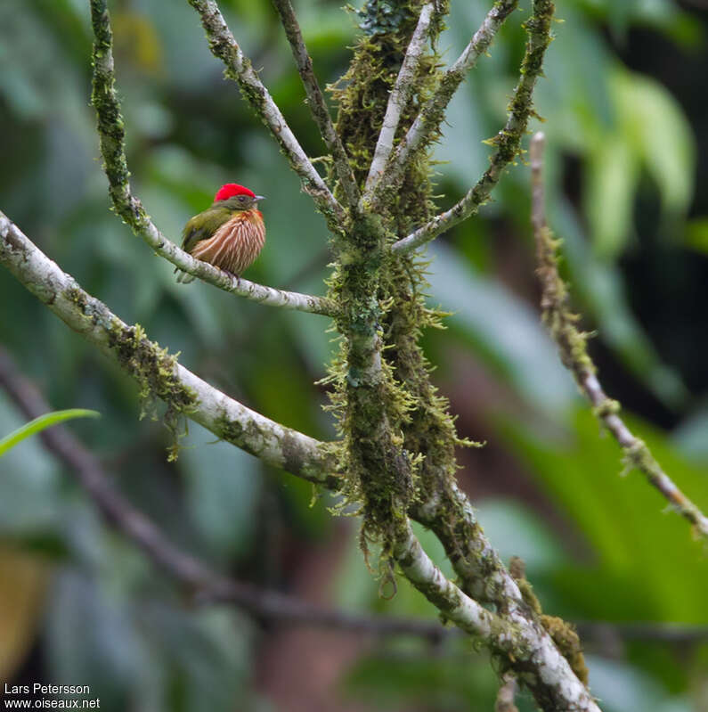 Manakin striéadulte, identification