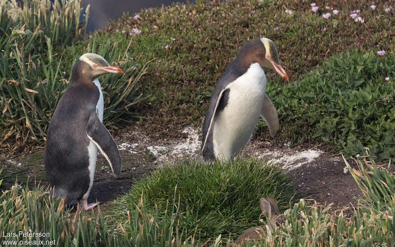 Yellow-eyed Penguinadult, identification