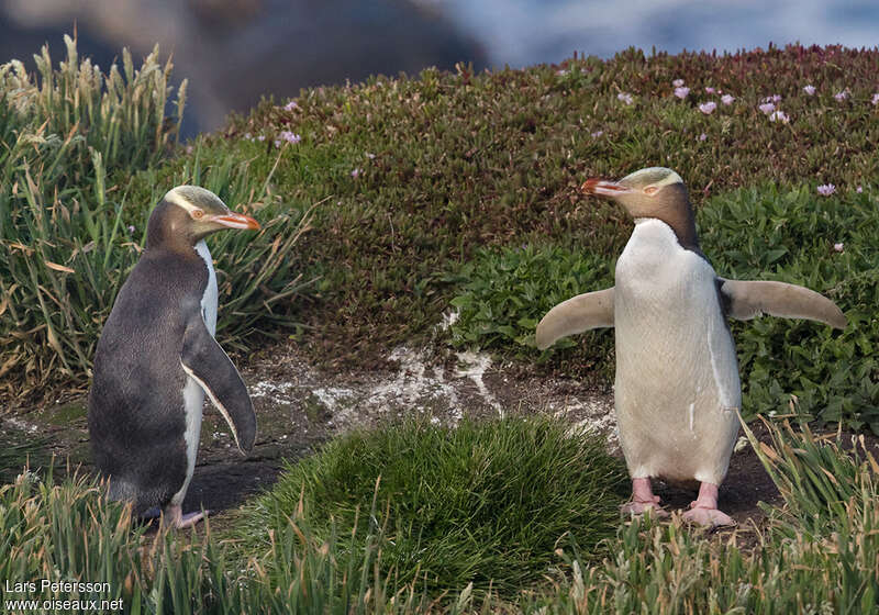 Manchot antipodeadulte, habitat, pigmentation