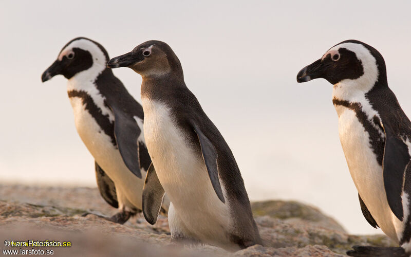 African Penguin