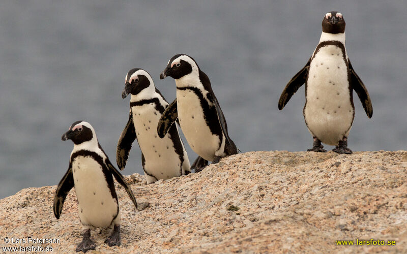 African Penguin