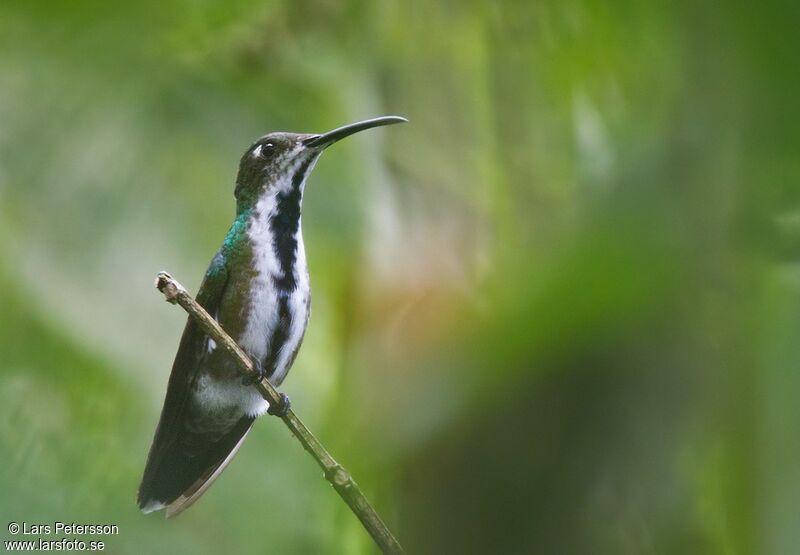 Green-breasted Mango