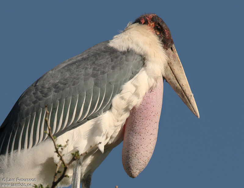 Marabou Stork