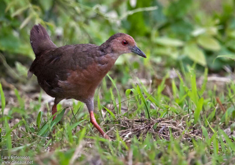 Ruddy-breasted Crakeadult