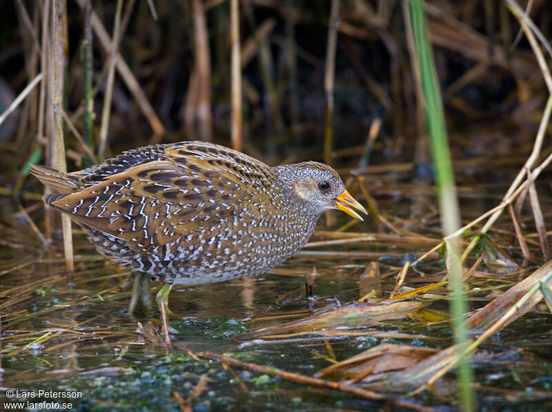 Spotted Crake