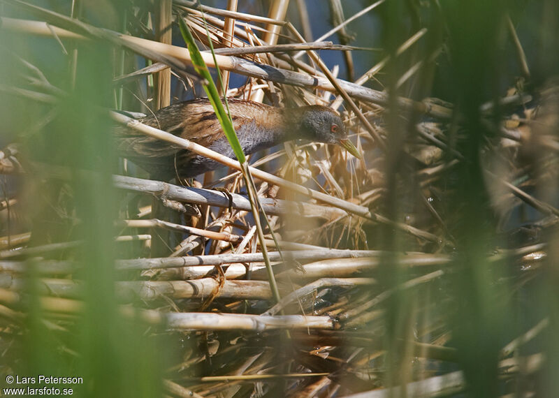 Little Crake