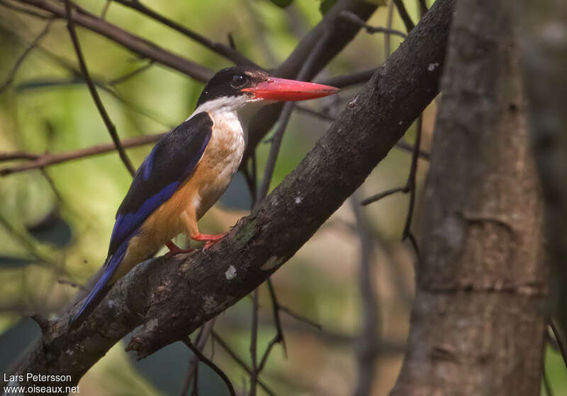 Black-capped Kingfisheradult