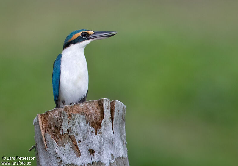 Collared Kingfisher