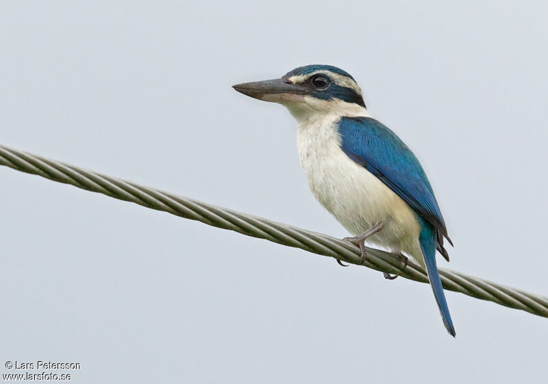 Collared Kingfisher