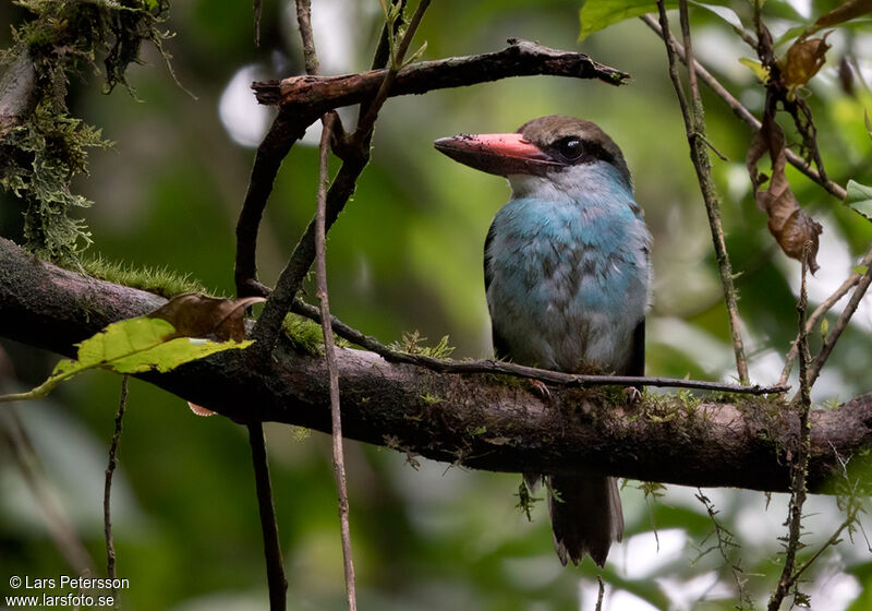 Martin-chasseur à poitrine bleue