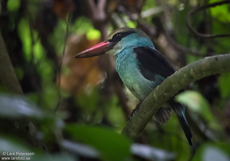 Blue-breasted Kingfisher