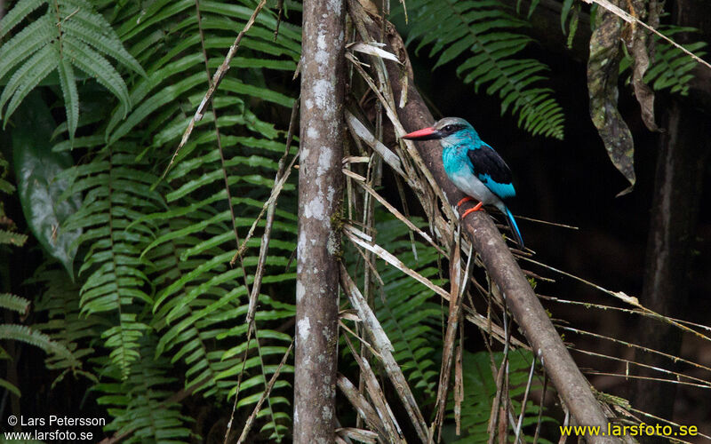 Blue-breasted Kingfisher