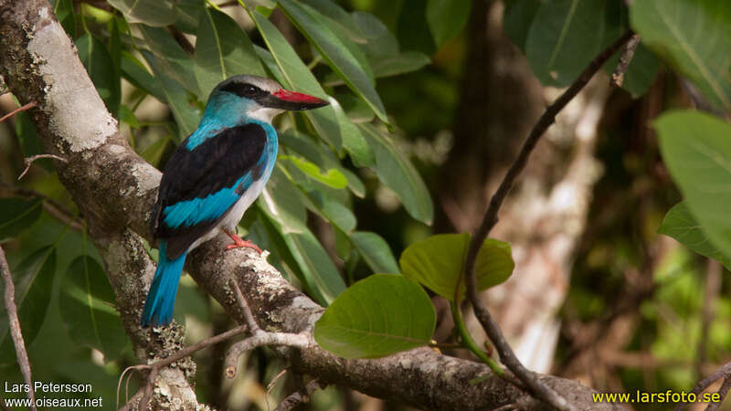 Blue-breasted Kingfisheradult, identification