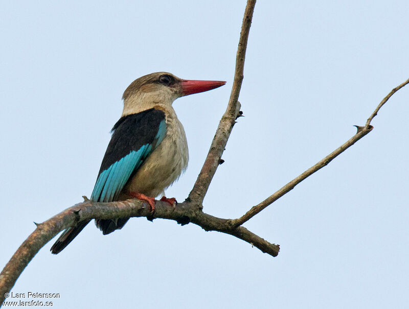 Brown-hooded Kingfisher