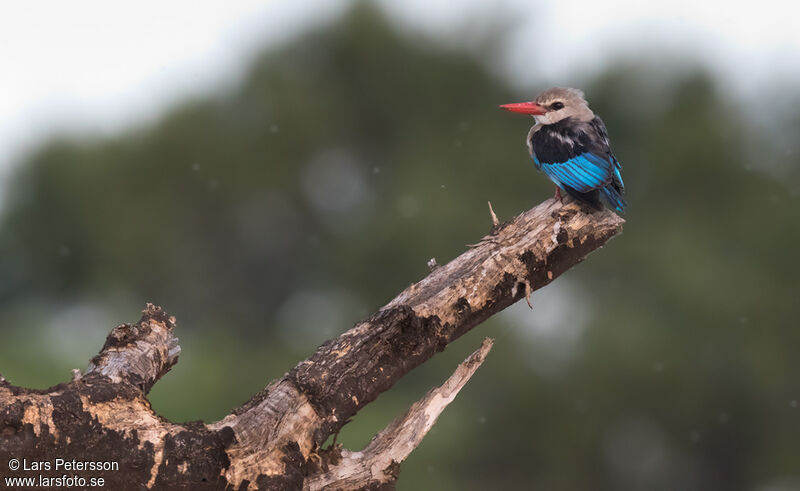 Grey-headed Kingfisher