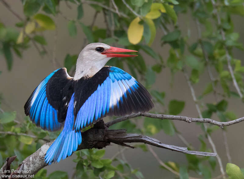 Grey-headed Kingfisheradult, aspect, pigmentation, Behaviour