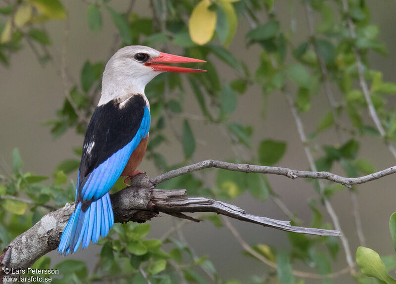 Grey-headed Kingfisher